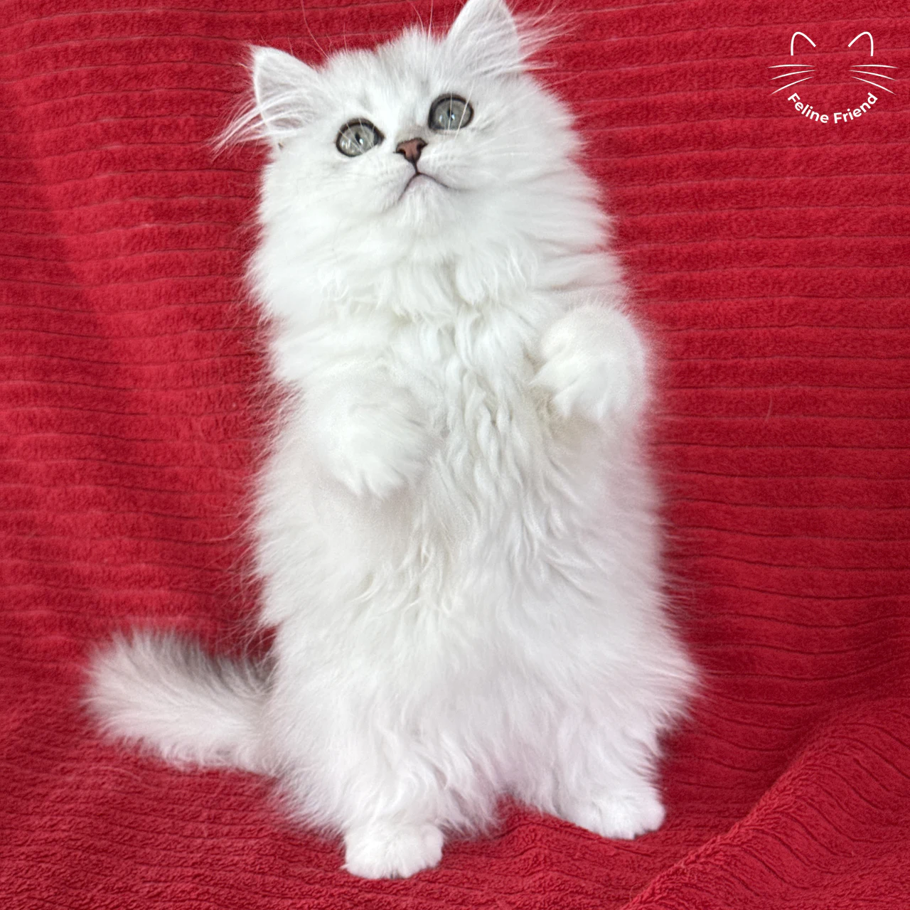 Strawberry - Bicolor Persian kitten