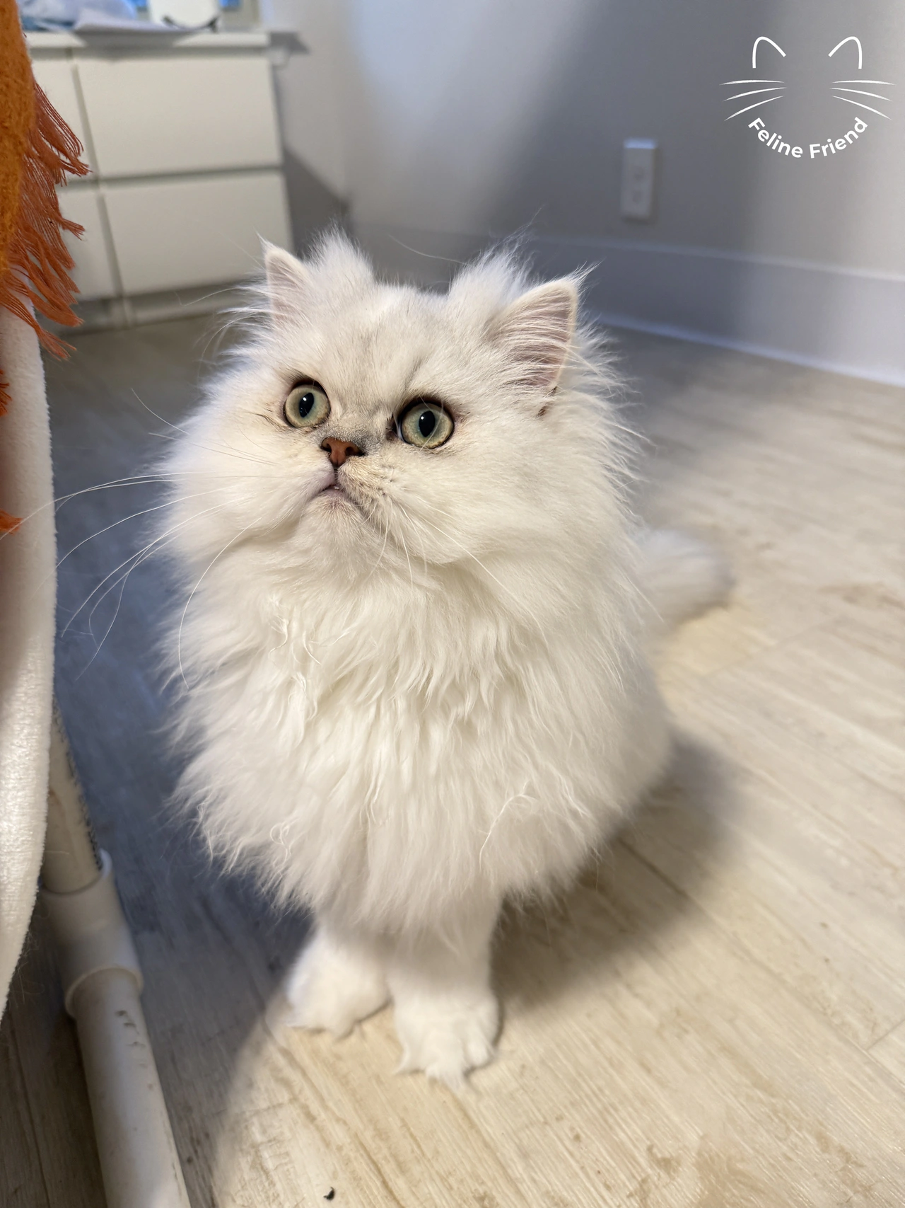 Leo - Chinchilla Point Persian kitten