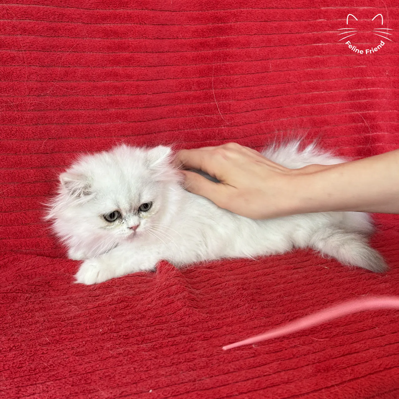 Silver Bicolor Persian cat Raspberry