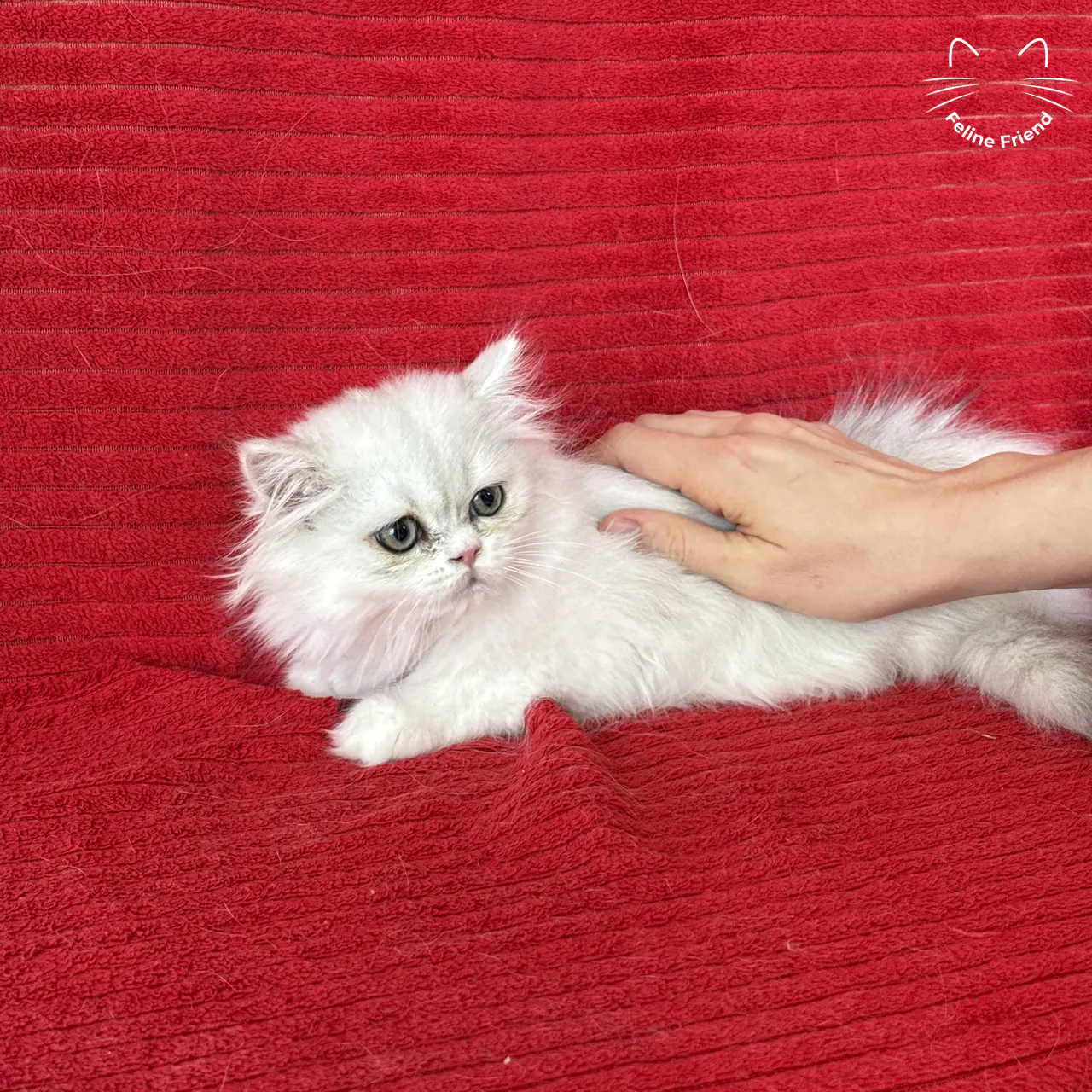 Silver Bicolor Persian cat Raspberry