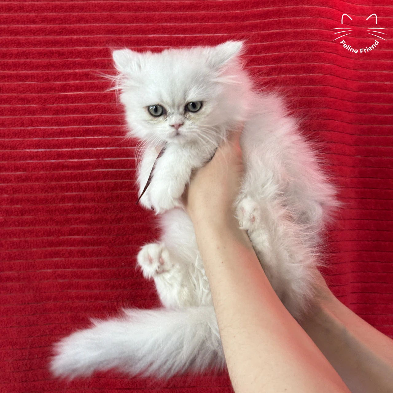 Silver Bicolor Persian cat Raspberry