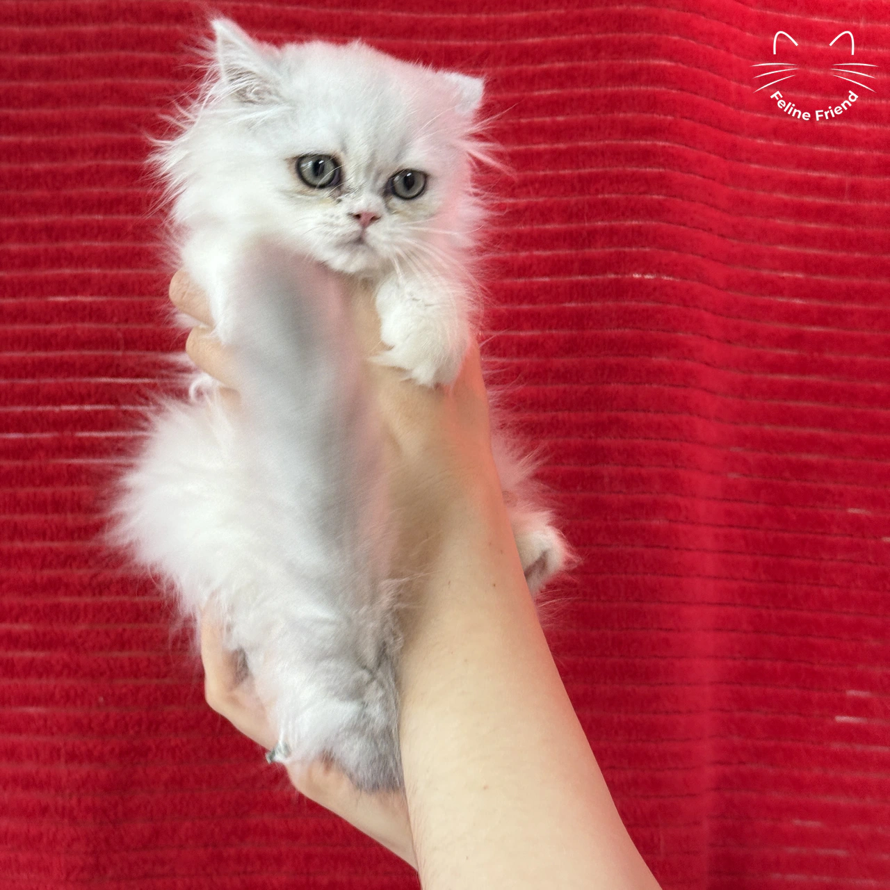 Silver Bicolor Persian cat Raspberry