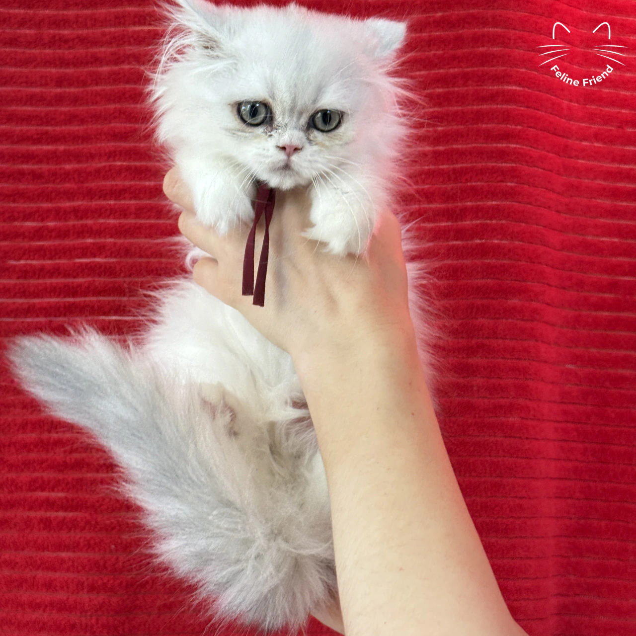 Strawberry - Bicolor Persian kitten