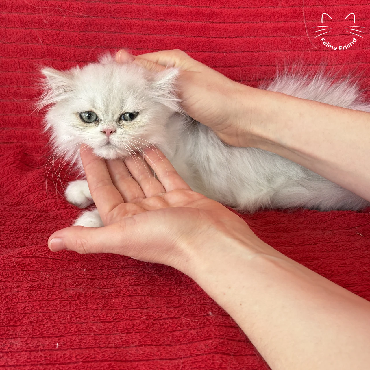 Silver Bicolor Persian cat Raspberry