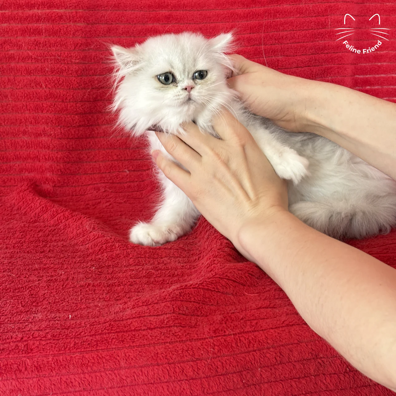 Silver Bicolor Persian cat Raspberry