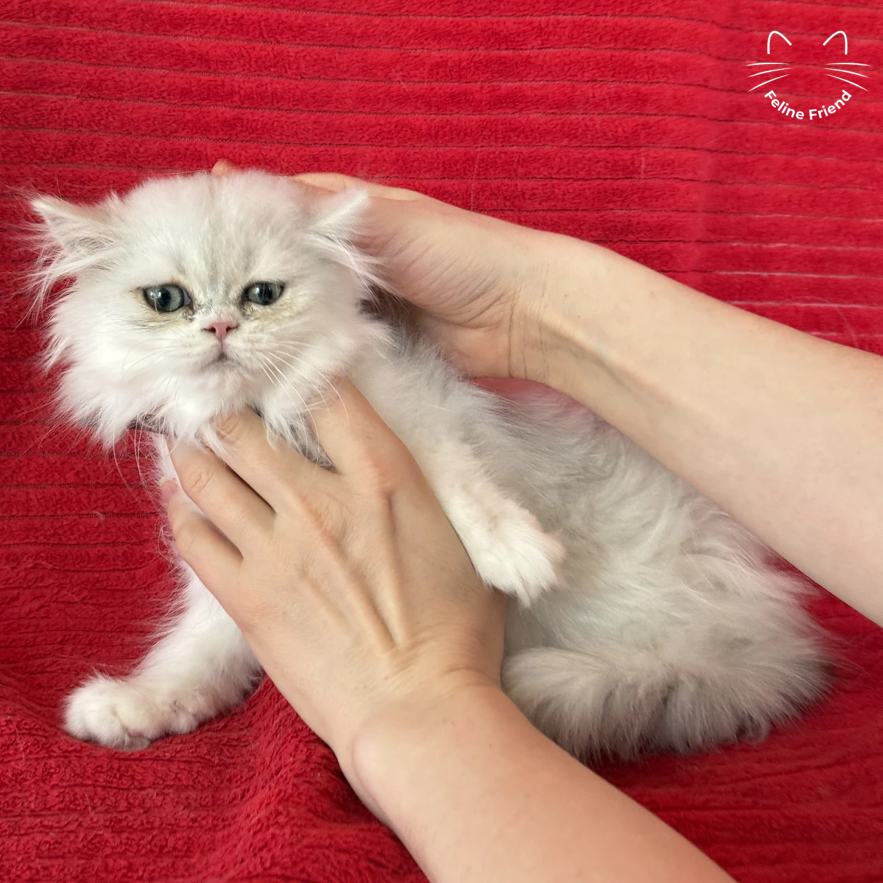 Silver Bicolor Persian cat Raspberry