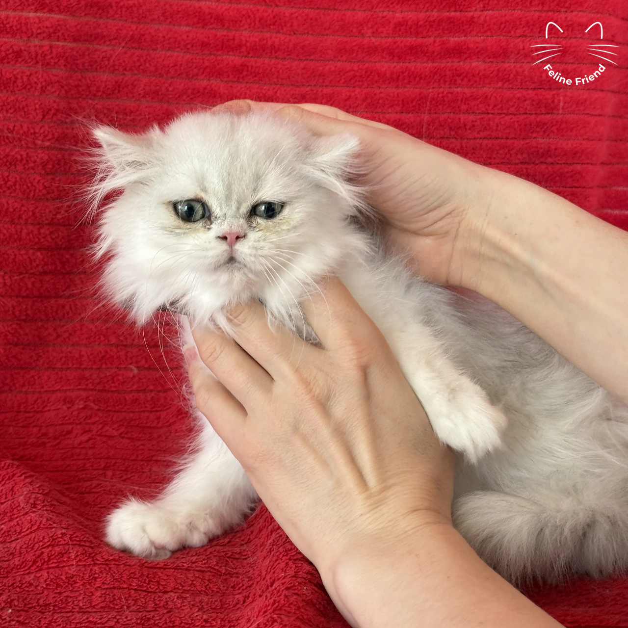 Silver Bicolor Persian cat Raspberry
