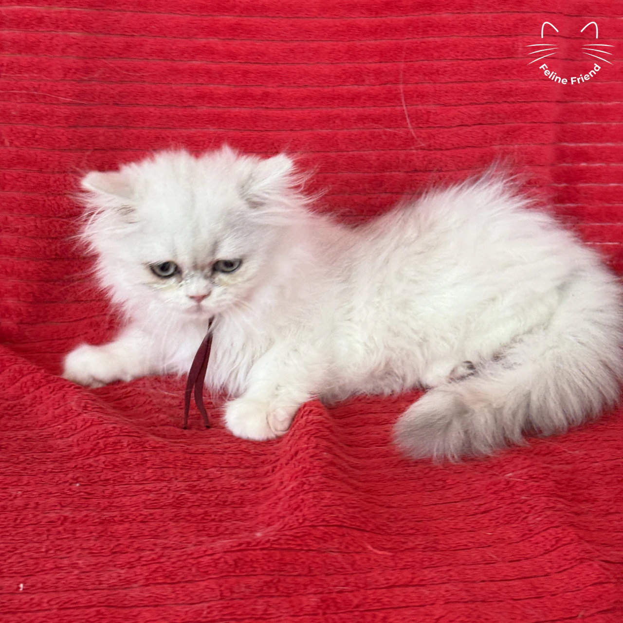 Silver Bicolor Persian cat Raspberry