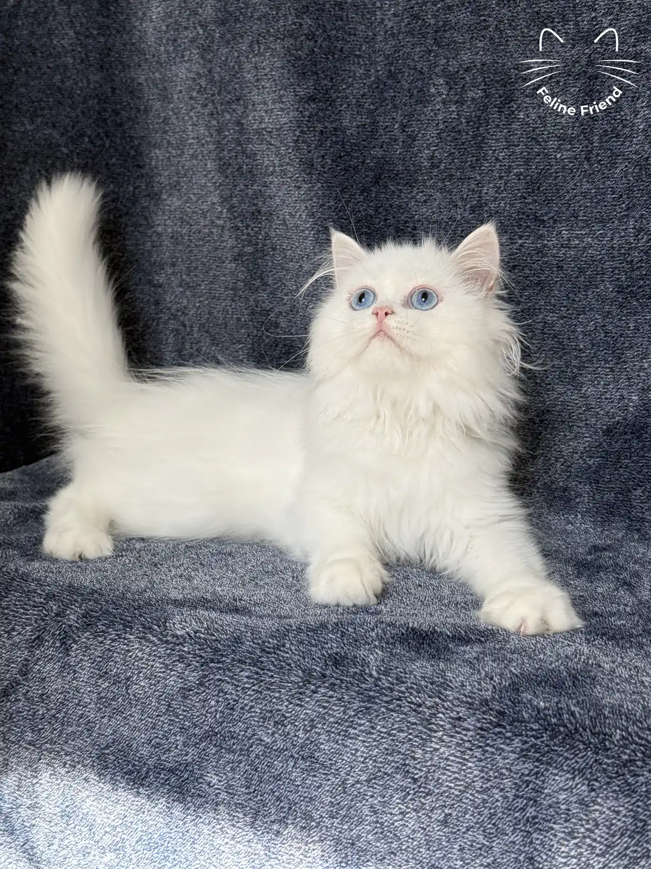 Blue - White/blue eyed Persian kitten