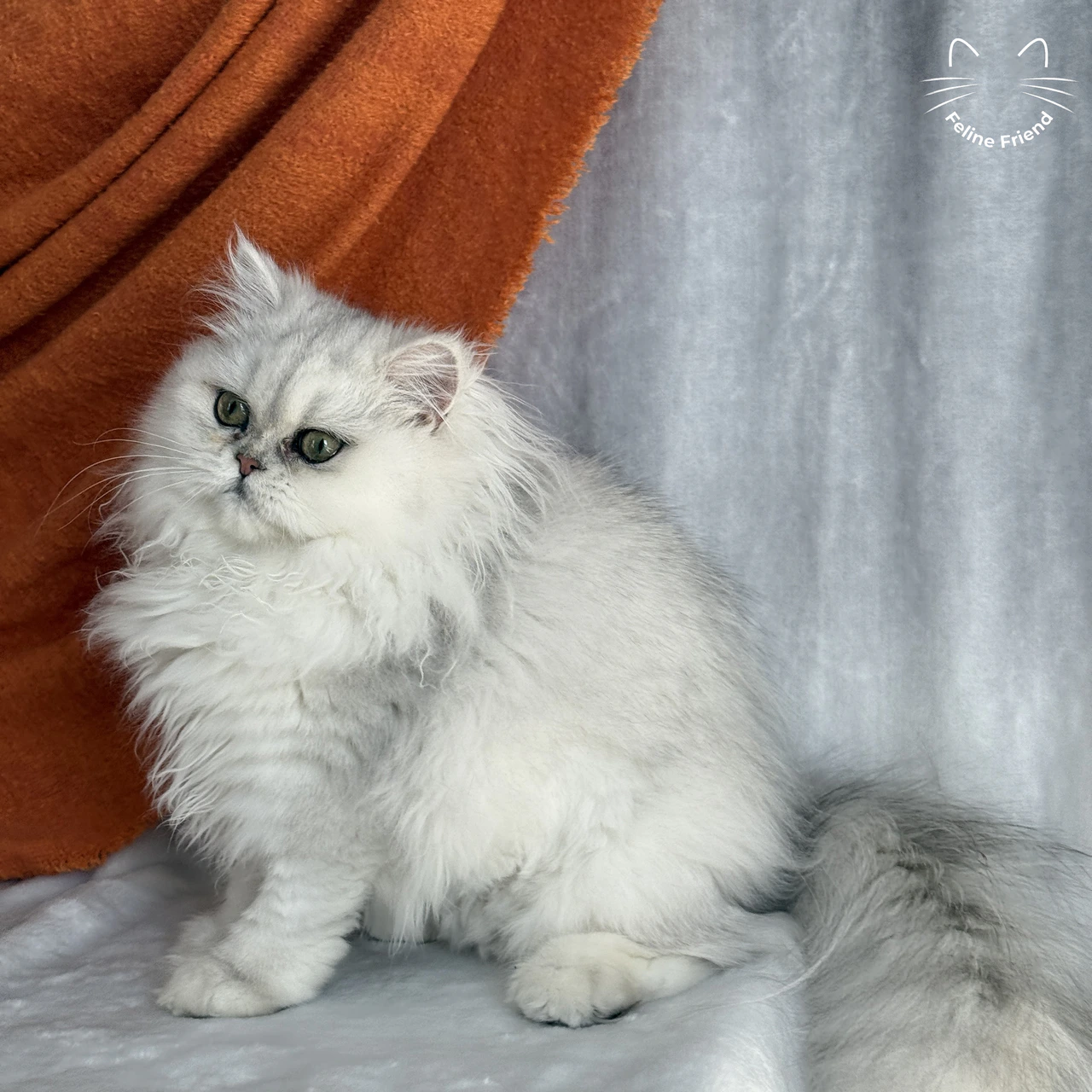 Silver Bicolor Persian cat Cherry