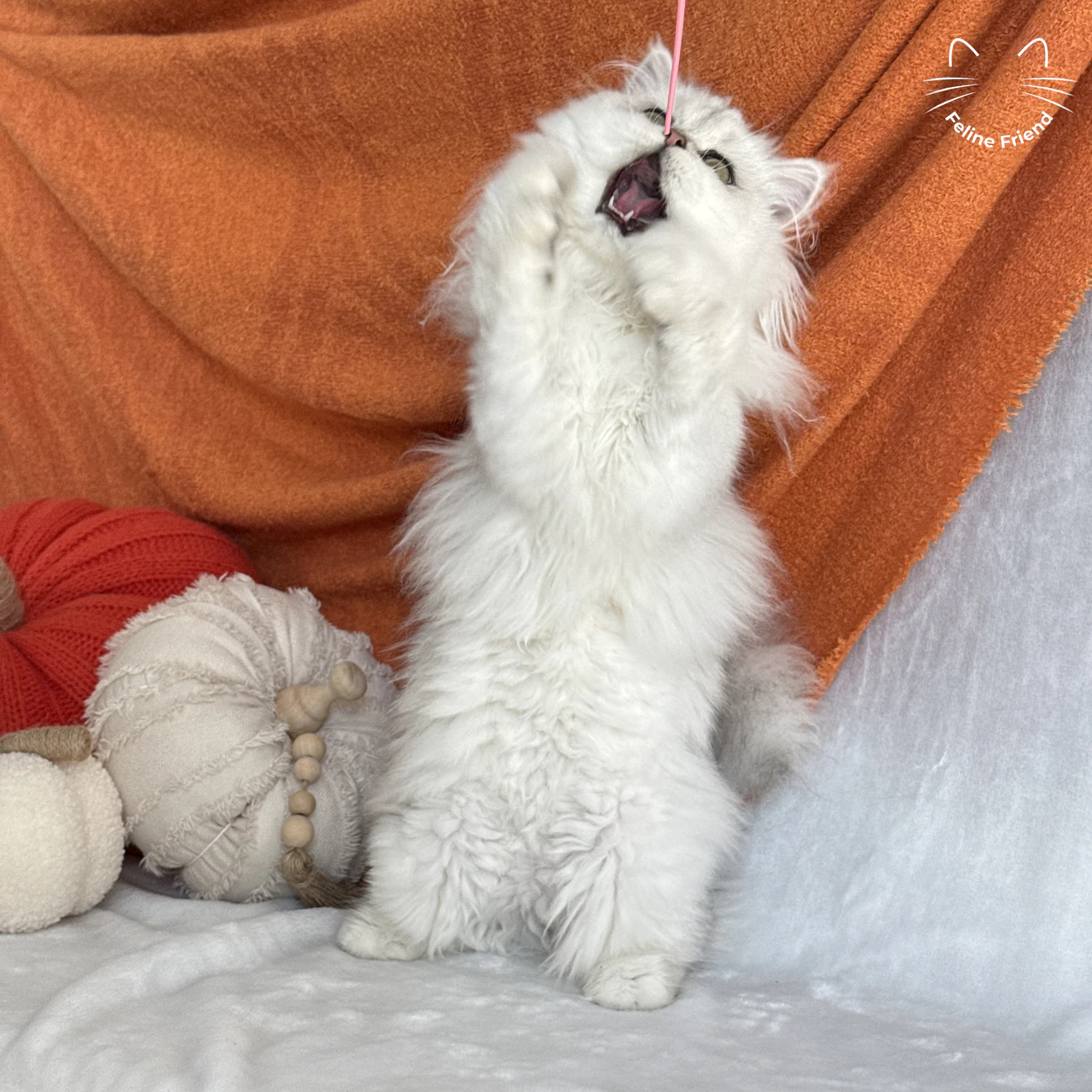 Silver Bicolor Persian cat Cherry